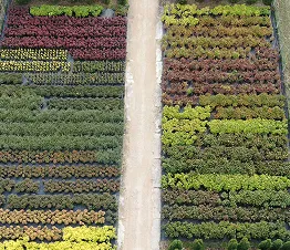 materiał szkółkarski produkcja i dystrybucja Polska fotografia 09