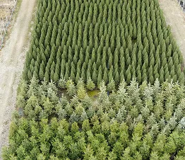 materiał szkółkarski produkcja i dystrybucja Polska fotografia 10